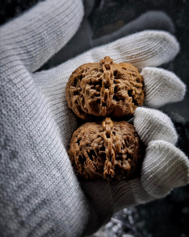 🎃 Hand Carved White Lion Walnut: Halloween Jack-o'-Lantern Edition