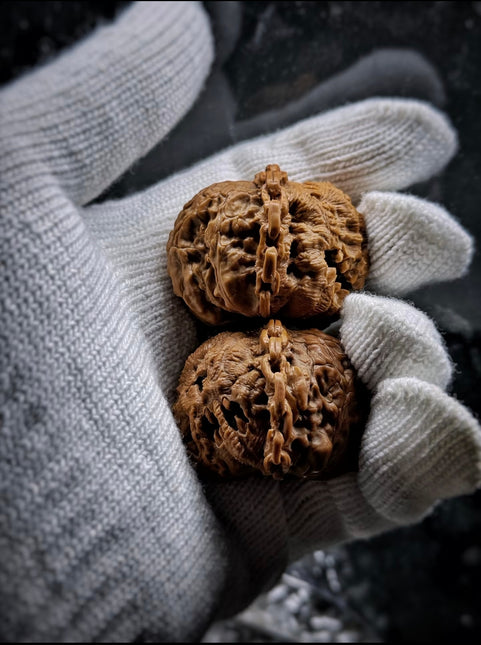 🎃 Hand Carved White Lion Walnut: Halloween Jack-o'-Lantern Edition