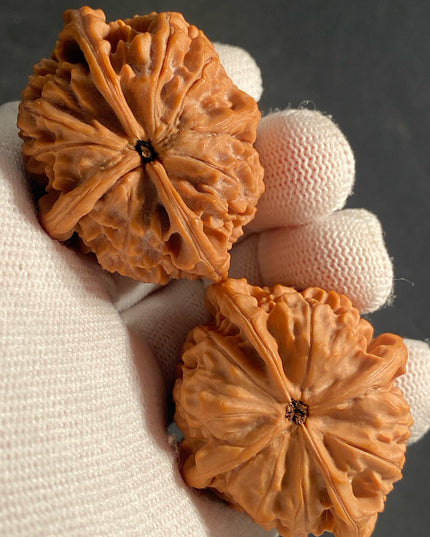 Rare One-of-a-Kiand Four-Ridge Lion Head Walnut Pair