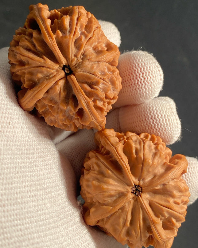 Rare One-of-a-Kiand Four-Ridge Lion Head Walnut Pair