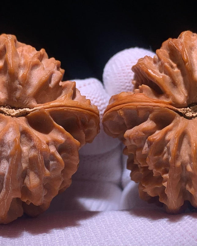 Cao Dalong Huairou First-Generation Mountain-Grown Walnuts