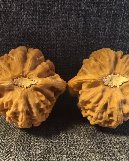 Collector Grade Raw Palace Lantern Wenwan Walnuts (39×36mm)