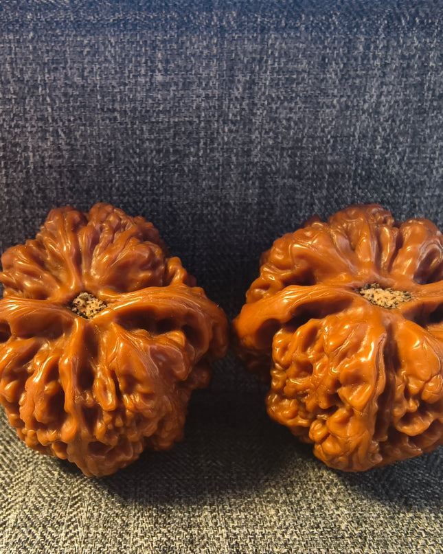 Collector Grade Base-Coated Big Thick Ribs Wenwan Walnuts