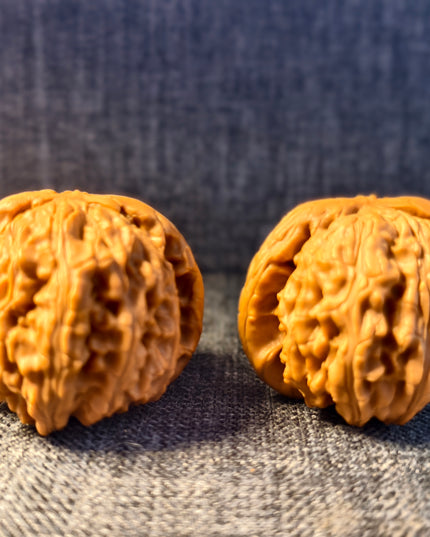 Dwarf-stock white lion head wenwan walnut