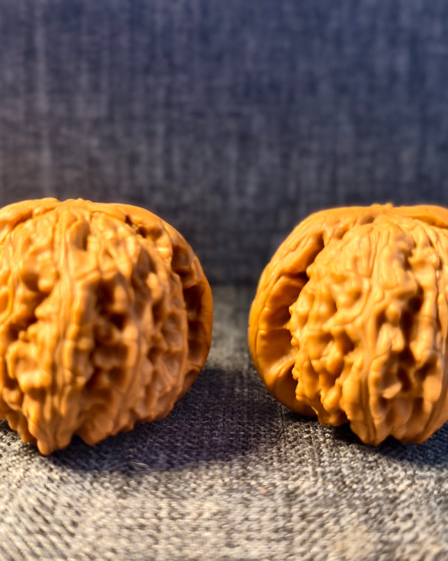 Dwarf-stock white lion head wenwan walnut