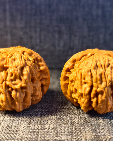 Dwarf-stock white lion head wenwan walnut