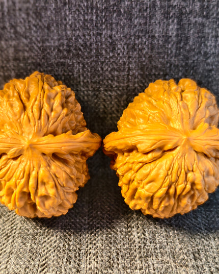 Dwarf-stock white lion head wenwan walnut