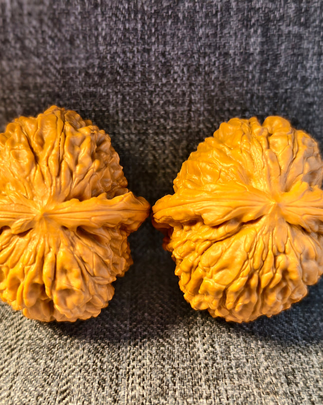 Dwarf-stock white lion head wenwan walnut