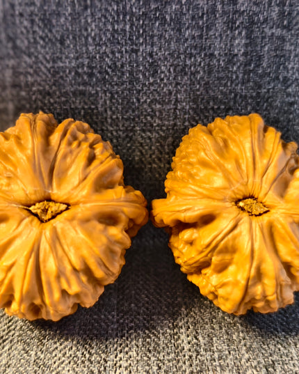 Dwarf-stock white lion head wenwan walnut