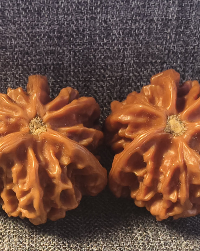 Collector Grade PanShan Tri-Ridge Wenwan Walnuts (35×40mm)