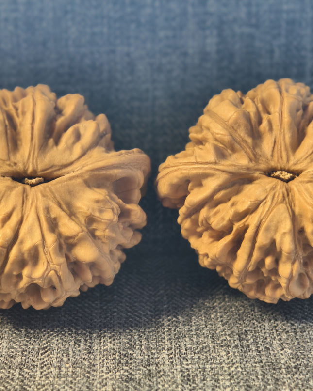 Collector Grade Raw Official Hat Wenwan Walnuts (50mm×40mm)