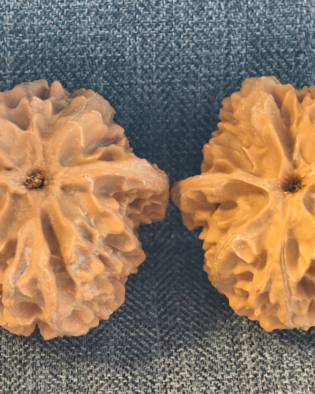 Apple Orchard Wenwan Walnuts 38×40mm