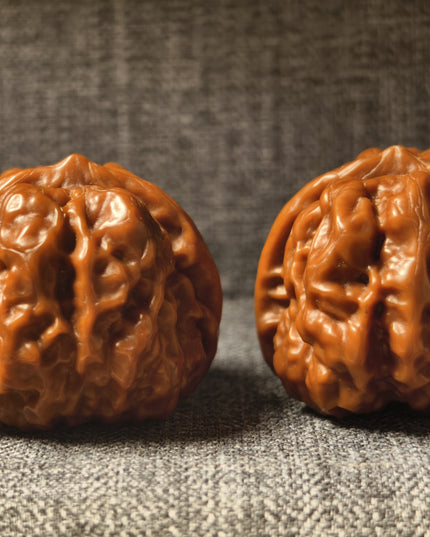 Collector Grade Patinated Golden Toad Lion Head Wenwan Walnuts (38×31mm, 6-Month Played)