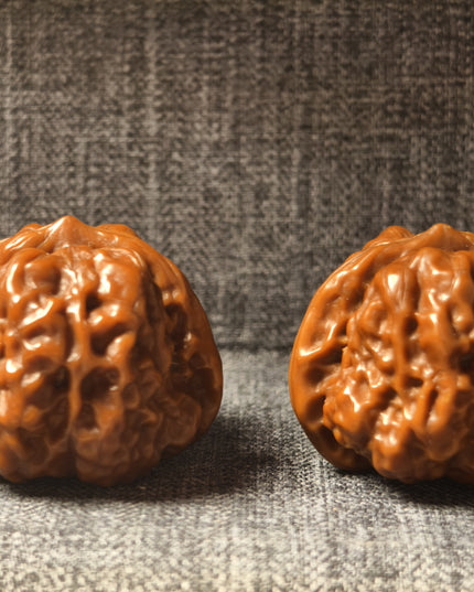 Collector Grade Patinated Golden Toad Lion Head Wenwan Walnuts (38×31mm, 6-Month Played)