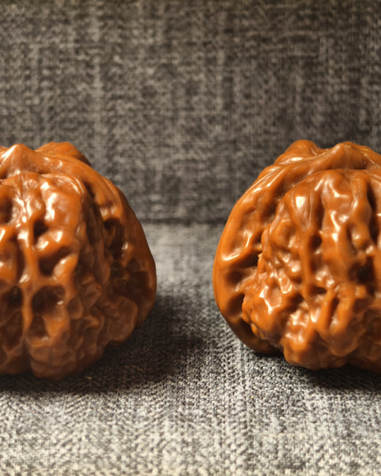 Collector Grade Patinated Golden Toad Lion Head Wenwan Walnuts (38×31mm, 6-Month Played)