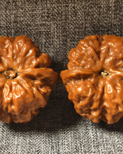 Collector Grade Patinated Golden Toad Lion Head Wenwan Walnuts (38×31mm, 6-Month Played)