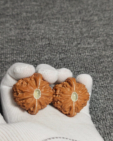 Premium White Lion Wenwan Walnuts