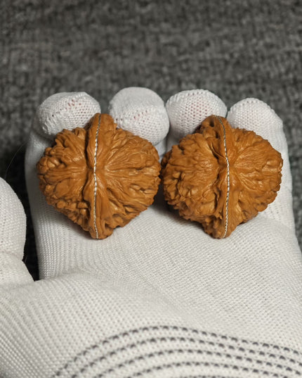 Premium White Lion Wenwan Walnuts